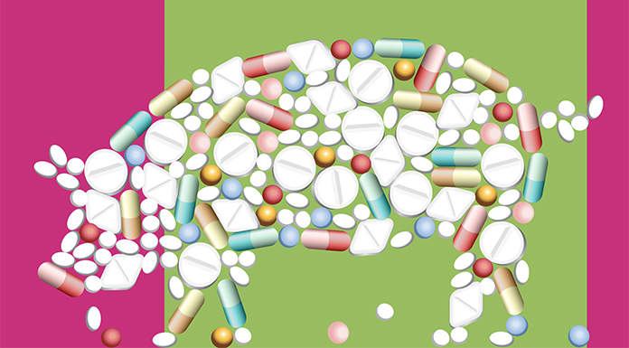 Strategie nutrizionali per ridurre l’uso di antibiotici in suinicoltura