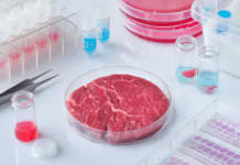 carne a base cellulare